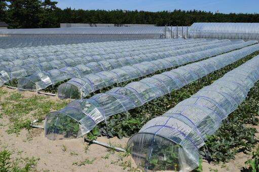 44 things to know about growing watermelons