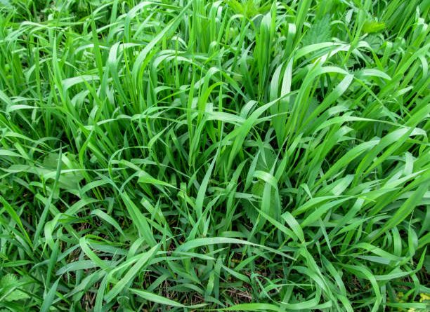 What are the benefits of couch grass?
