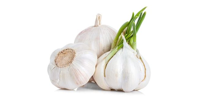 sarimsak garlic sarmisak 6