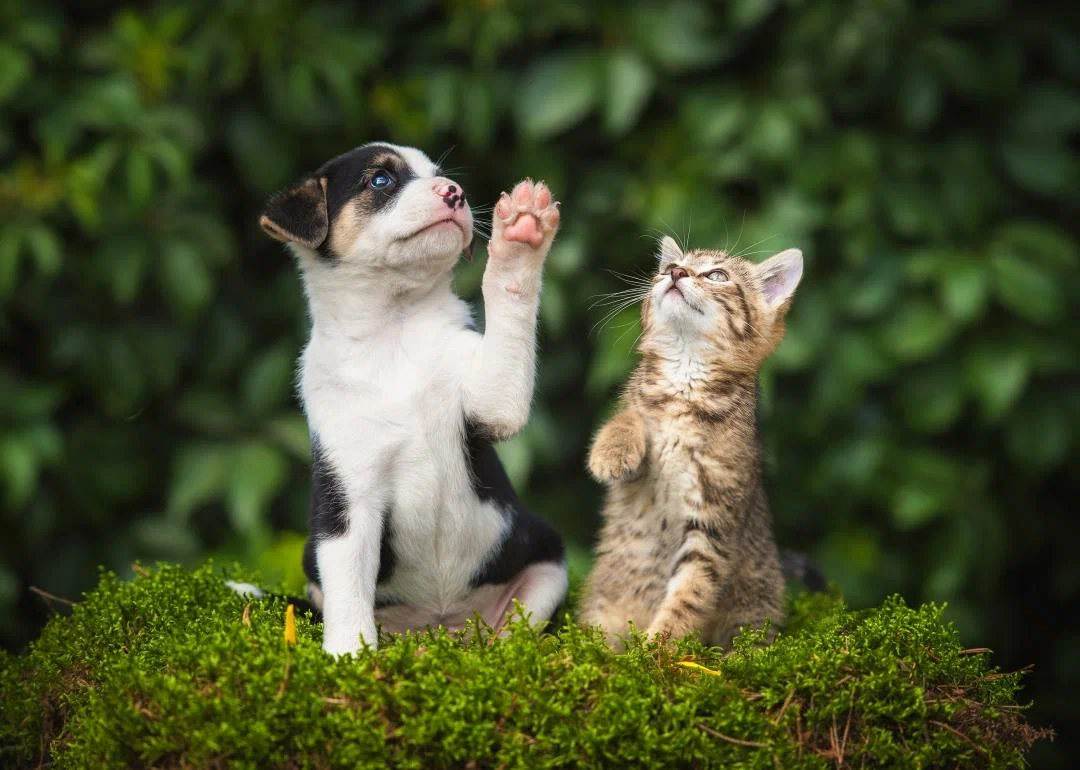 What would happen if there were no cats and dogs in the world? 1 XXXL