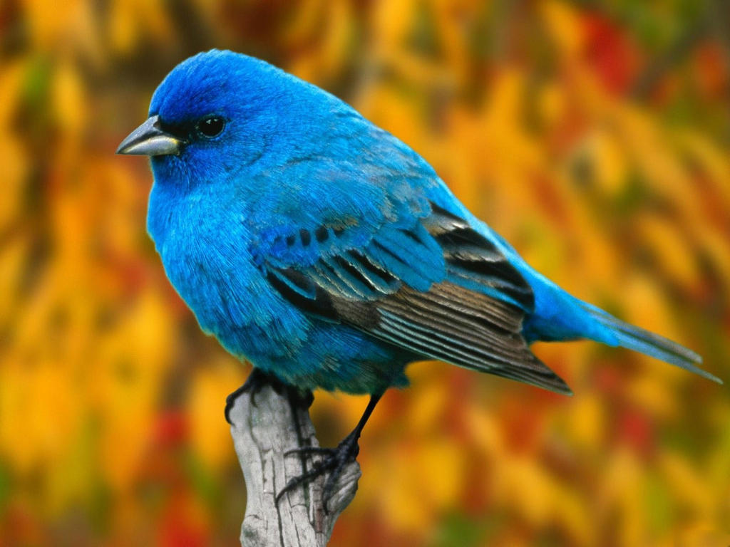blue bunting by bdk25pro d7ps9b3 fullview
